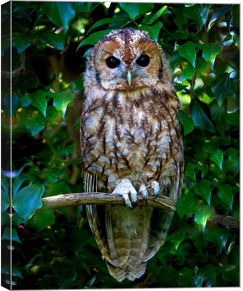 Tawny Owl Canvas Print by Ruth Hallam