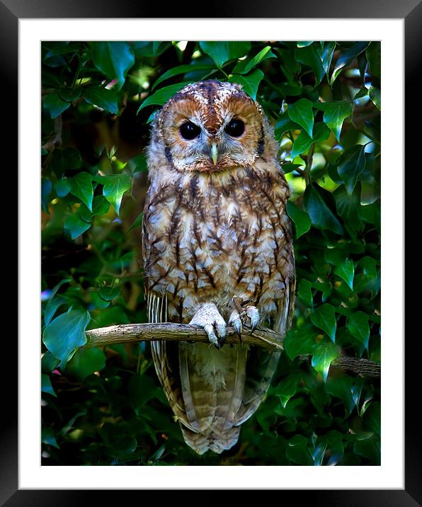 Tawny Owl Framed Mounted Print by Ruth Hallam