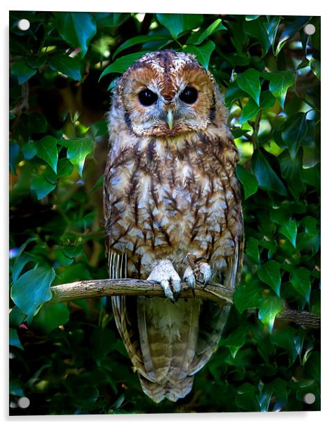 Tawny Owl Acrylic by Ruth Hallam