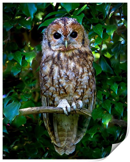 Tawny Owl Print by Ruth Hallam