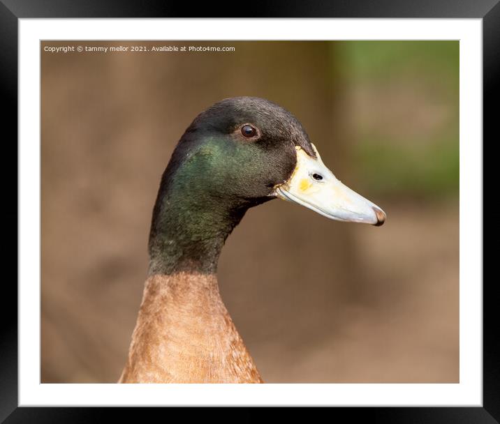 close up of  a duck Framed Mounted Print by tammy mellor