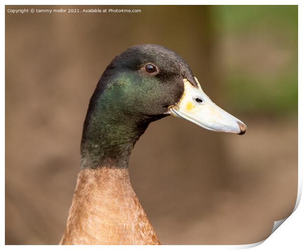 close up of  a duck Print by tammy mellor