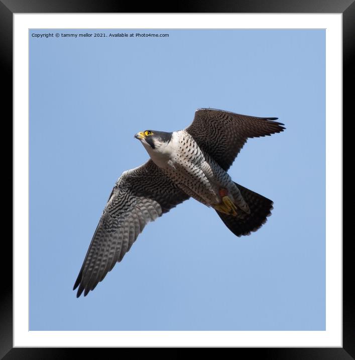 Majestic Peregrine Falcon Hunting Framed Mounted Print by tammy mellor