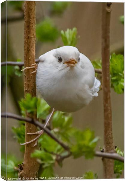 A rare white robin perched on a tree branch Canvas Print by Ali Marley