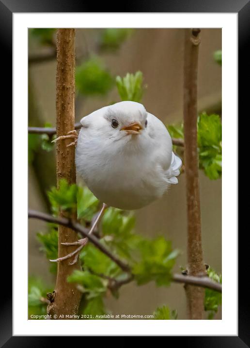 A rare white robin perched on a tree branch Framed Mounted Print by Ali Marley