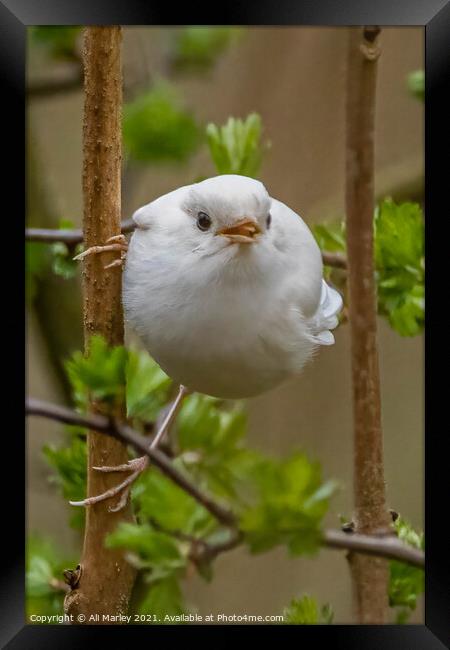 A rare white robin perched on a tree branch Framed Print by Ali Marley