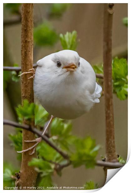 A rare white robin perched on a tree branch Print by Ali Marley