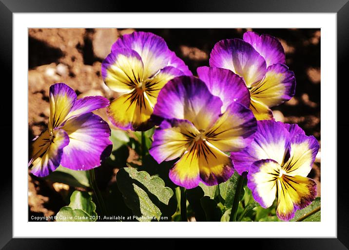 Tiedye Flower Framed Mounted Print by Claire Clarke