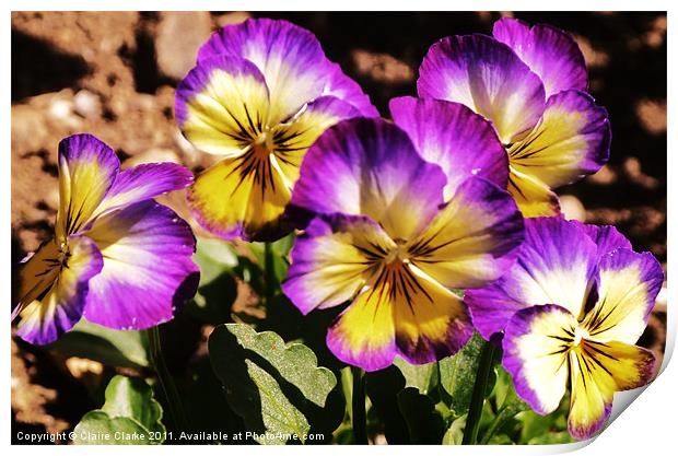 Tiedye Flower Print by Claire Clarke