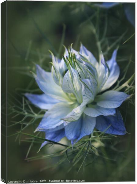 Romantic Blue Love in a Mist Flowers Canvas Print by Imladris 