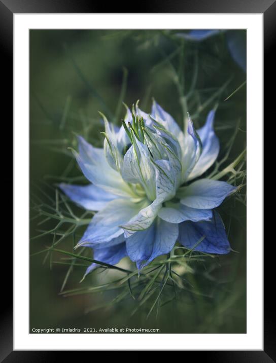 Romantic Blue Love in a Mist Flowers Framed Mounted Print by Imladris 