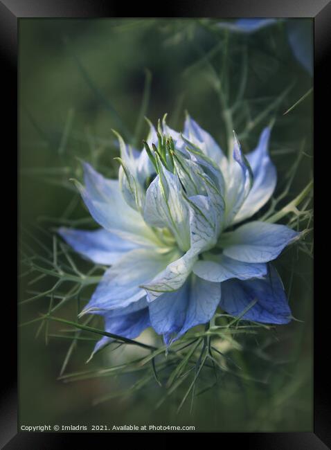 Romantic Blue Love in a Mist Flowers Framed Print by Imladris 