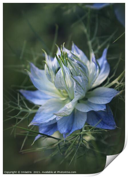 Romantic Blue Love in a Mist Flowers Print by Imladris 