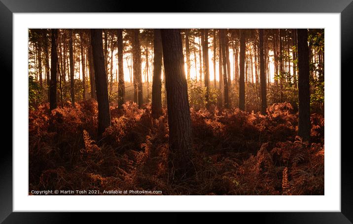 Thetford Forest i Framed Mounted Print by Martin Tosh