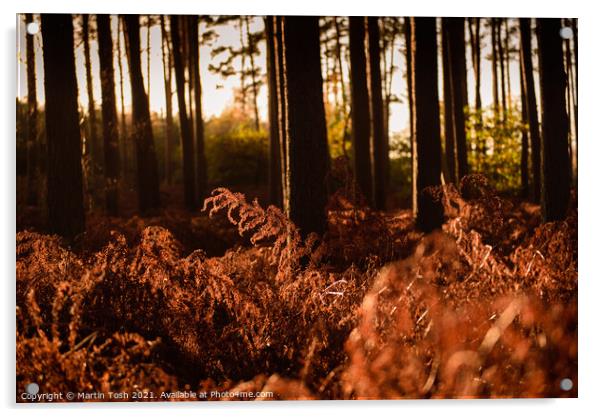 Sunrise through pines and bracken Acrylic by Martin Tosh