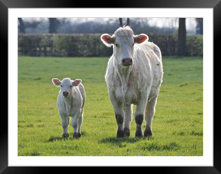 Cow and calf standing in a green field Framed Mounted Print by mark humpage