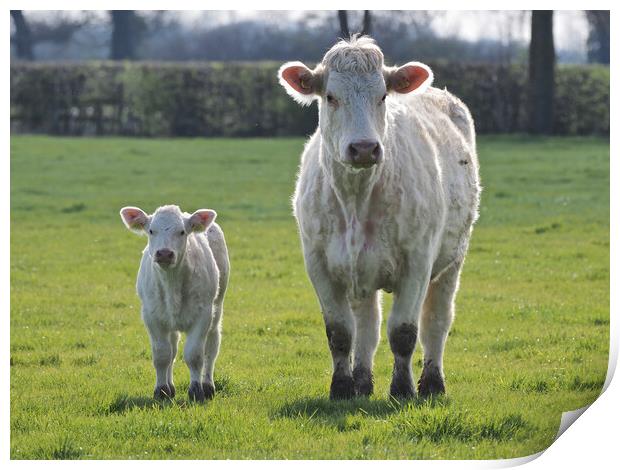 Cow and calf standing in a green field Print by mark humpage
