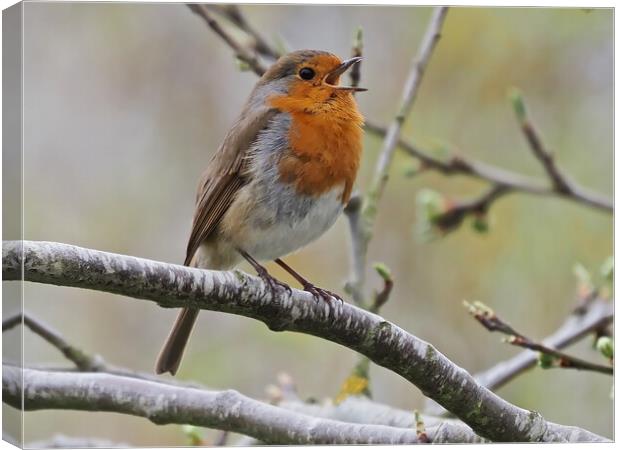 Robin singing perched on tree branch Canvas Print by mark humpage