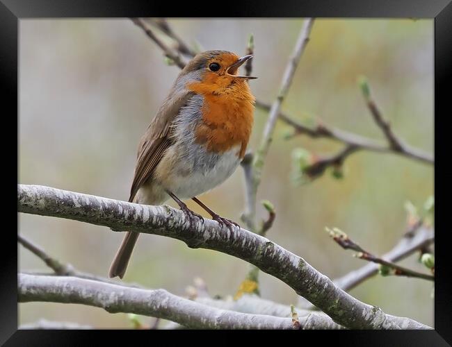 Robin singing perched on tree branch Framed Print by mark humpage
