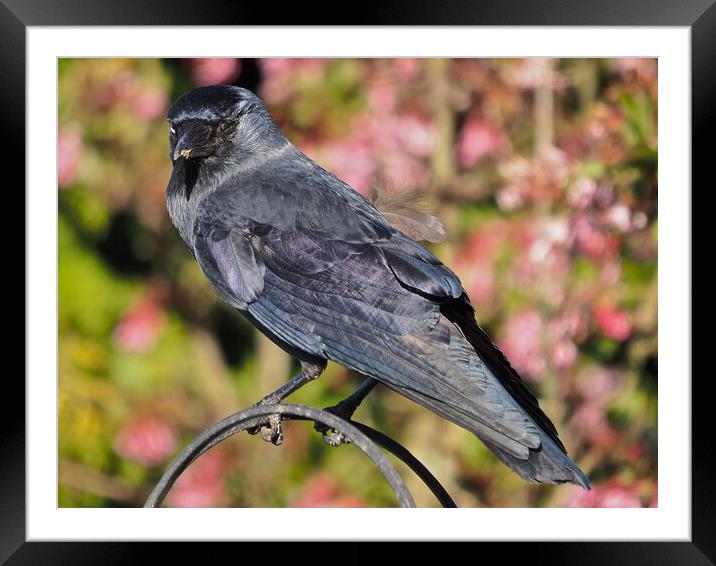 Jackdaw standing on bird feeder Framed Mounted Print by mark humpage