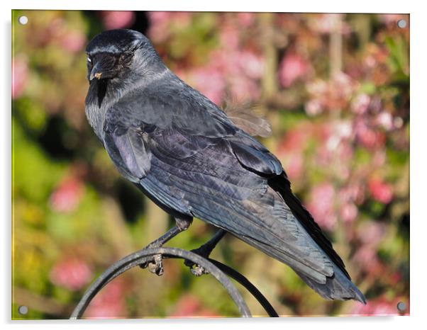 Jackdaw standing on bird feeder Acrylic by mark humpage