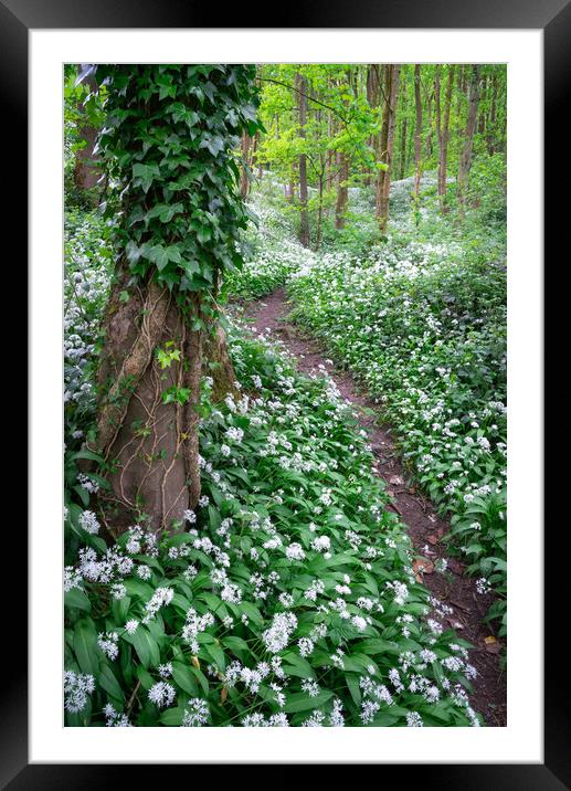 Wild garlic in an English woodland in spring Framed Mounted Print by Andrew Kearton
