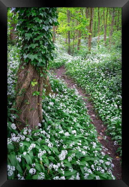 Wild garlic in an English woodland in spring Framed Print by Andrew Kearton