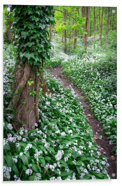 Wild garlic in an English woodland in spring Acrylic by Andrew Kearton