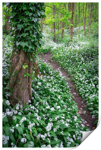 Wild garlic in an English woodland in spring Print by Andrew Kearton