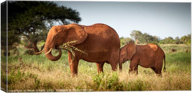 Red Elephant and Calf Canvas Print by Peter O'Reilly
