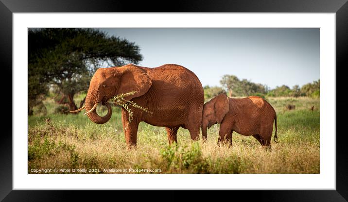 Red Elephant and Calf Framed Mounted Print by Peter O'Reilly