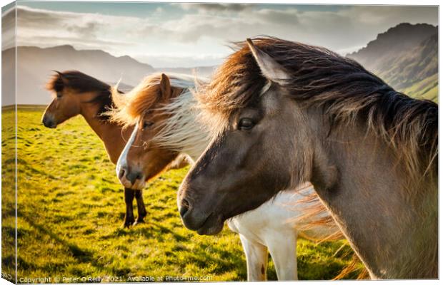 Icelandic Wild Horses Canvas Print by Peter O'Reilly