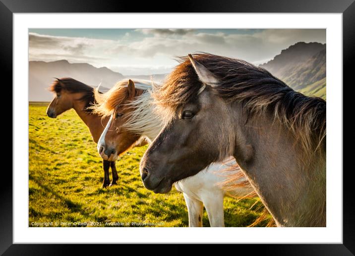 Icelandic Wild Horses Framed Mounted Print by Peter O'Reilly