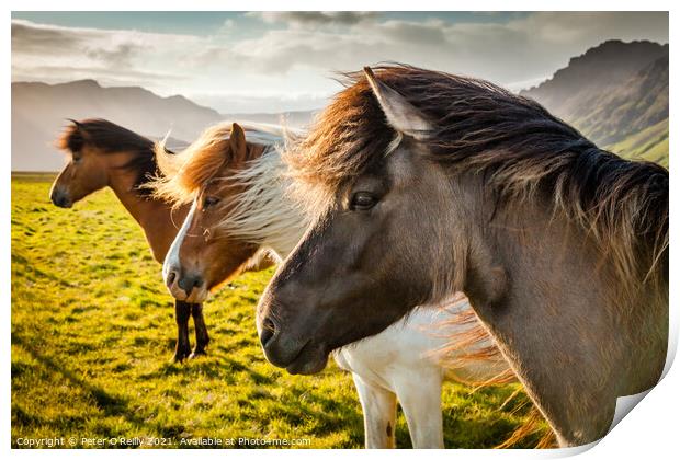 Icelandic Wild Horses Print by Peter O'Reilly