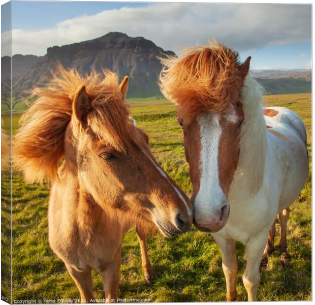 Icelandic Wild Horses Canvas Print by Peter O'Reilly