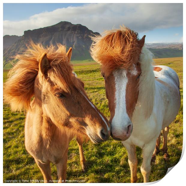 Icelandic Wild Horses Print by Peter O'Reilly