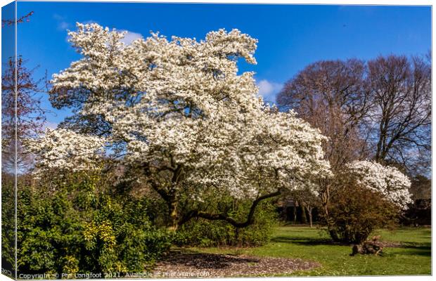 Springtime Blossom in a Liverpool park  Canvas Print by Phil Longfoot