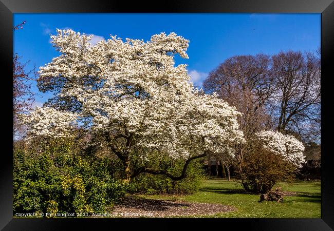 Springtime Blossom in a Liverpool park  Framed Print by Phil Longfoot