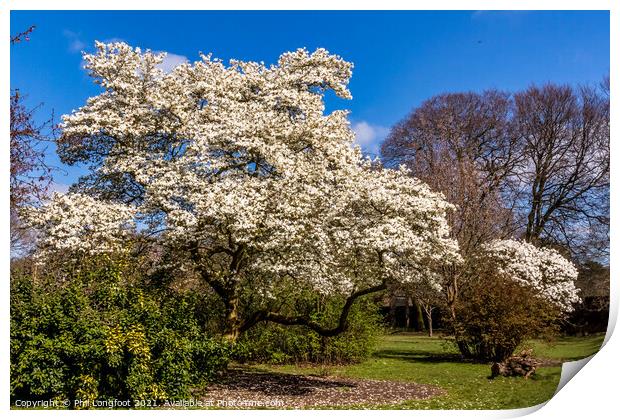 Springtime Blossom in a Liverpool park  Print by Phil Longfoot