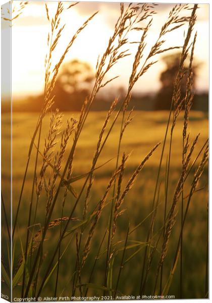 Fields of Gold Canvas Print by Alister Firth Photography