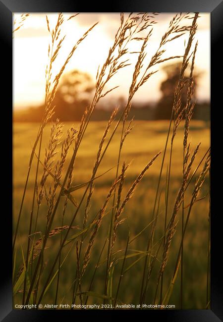 Fields of Gold Framed Print by Alister Firth Photography