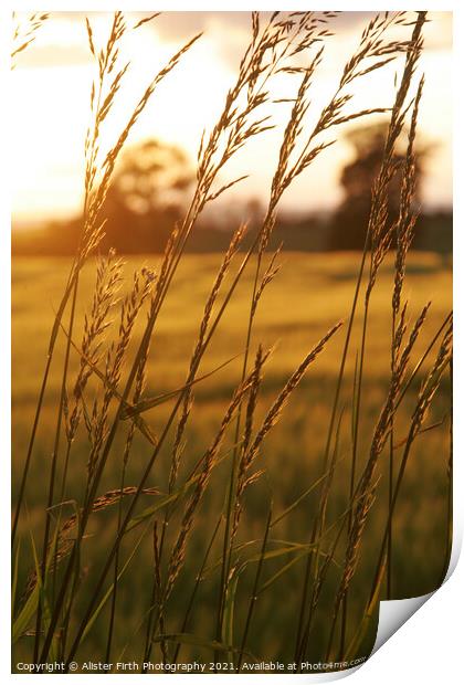 Fields of Gold Print by Alister Firth Photography