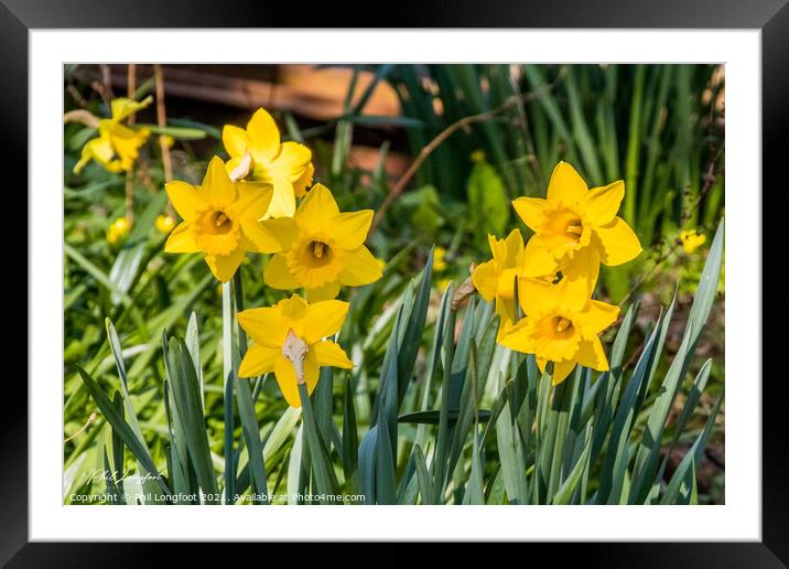 Beautiful Daffodils.  Framed Mounted Print by Phil Longfoot