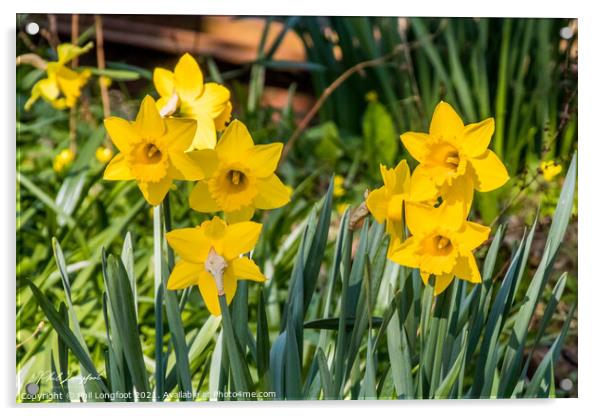 Beautiful Daffodils.  Acrylic by Phil Longfoot