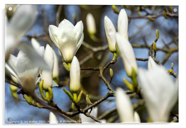 Denudata Columbus magnolia shrub Acrylic by Joy Walker