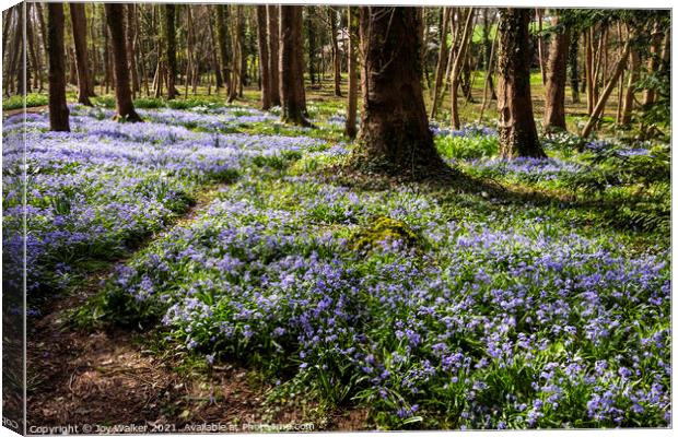A woodland scene with a multitude of blue flowers Canvas Print by Joy Walker