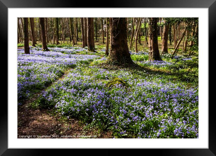 A woodland scene with a multitude of blue flowers Framed Mounted Print by Joy Walker