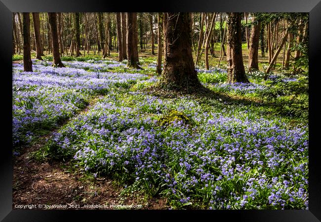 A woodland scene with a multitude of blue flowers Framed Print by Joy Walker