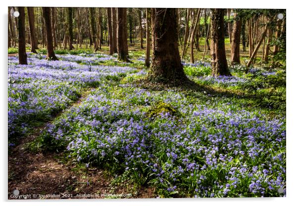 A woodland scene with a multitude of blue flowers Acrylic by Joy Walker