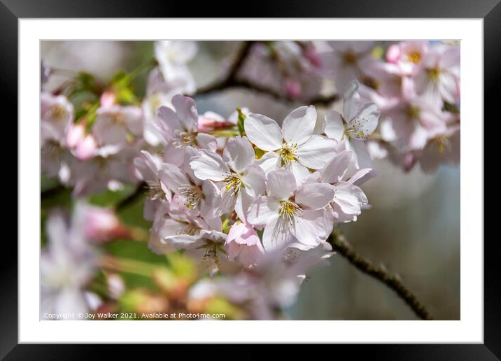 Pale pink Prunus Pandora blossom in early spring  Framed Mounted Print by Joy Walker